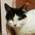 photo animal