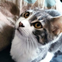 photo de livraison pour Les Chats de Cooper