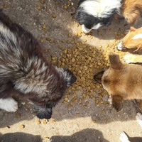 photo de livraison pour Nobody's Dog France