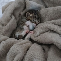 photo de livraison pour Association Chats Errants Val de Nièvre