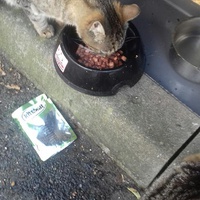 photo de livraison pour Chats Maux