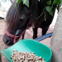 photo de livraison pour SOS Animal Tendresse