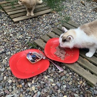 photo de livraison pour Les chats de chez nous