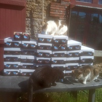 photo de livraison pour Ecole du Chat Libre de Caillerot