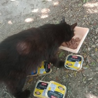 photo de livraison pour Les Chats-Pitresdelavi-Ste