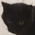 photo animal