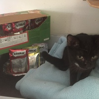 photo de livraison pour Pour l'Amour des Chats