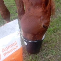 photo de livraison pour Happy Horse Day