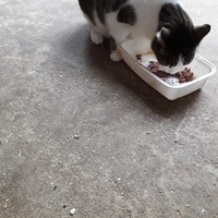 photo de livraison pour Une vie, Un chat