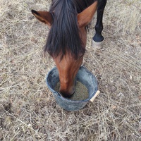 photo de livraison pour Equi-Libre : Droit à la Retraite Equine