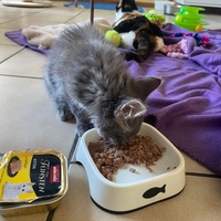 photo de livraison pour Collectif Sauvetage Chatons