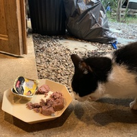 photo de livraison pour Les chats de chez nous