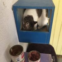 photo de livraison pour Association des Chats Camarguais