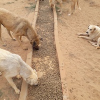 photo de livraison pour Youmn pour la Protection des Animaux à Assilah