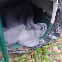 photo de livraison pour Les Chats-Pitresdelavi-Ste