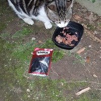 photo de livraison pour Collectif Chats Libres Citoyens de Saint-Priest