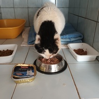 photo de livraison pour L'école du Chat d'Ollioules