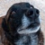 photo animal