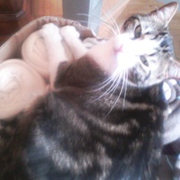 photo de livraison pour Chats du Lacydon