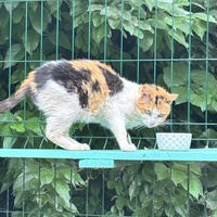 photo de livraison pour Les Chats de Marsillargues