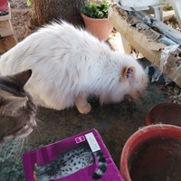 photo de livraison pour Chats Grains d'Amour