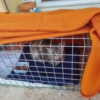 photo de livraison pour Les Chats Libres de Montfrin