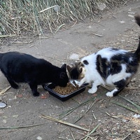 photo de livraison pour Ecole du Chat des Alpilles