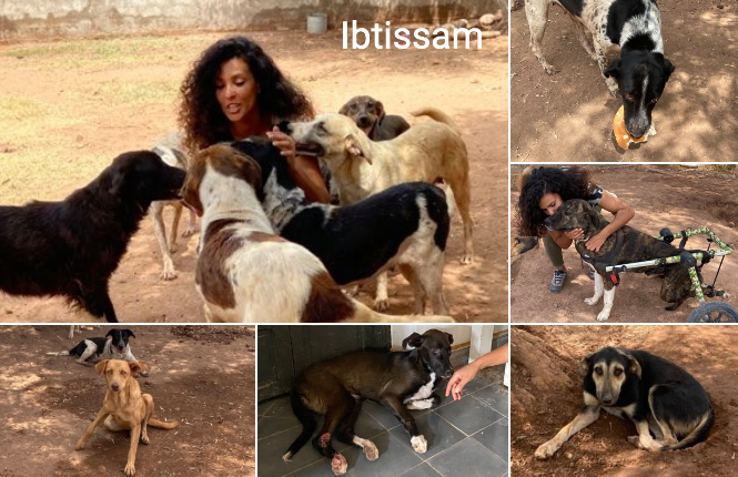 SOS famine 109 chiens au Maroc ! Help Adopt Moroccan