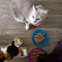 photo de livraison pour Les Pattounes de l'Espoir