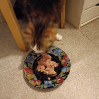 photo de livraison pour Protect Cat