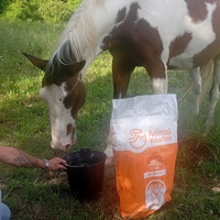 photo de livraison pour Happy Horse Day