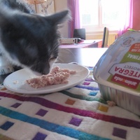 photo de livraison pour Jardin des Chats