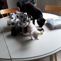 photo de livraison pour Les Chats libres de Fleurance