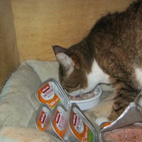 photo de livraison pour Au Bonheur des Chats Libres