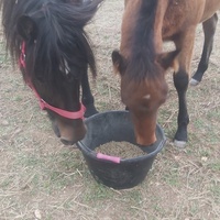 photo de livraison pour Equi-Libre : Droit à la Retraite Equine