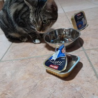 photo de livraison pour Ecole du Chat de Poitiers