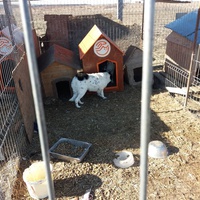 photo de livraison pour Animal Shields Oradea