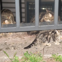 photo de livraison pour Chat Libre de l'Ile du Ramier