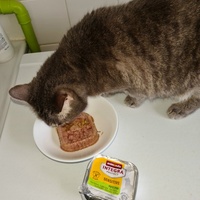 photo de livraison pour École du chat libre du Bocage bressuirais