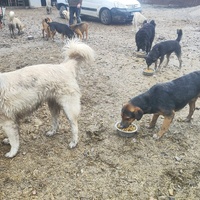 photo de livraison pour Svetlana Bjelogrlic