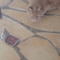 photo de livraison pour Chats Grains d'Amour