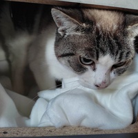 photo de livraison pour Les Chats de la Rue