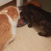 photo de livraison pour Protect Cat