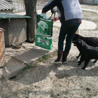 photo de livraison pour Udruženje za zaštitu životinja "Pongo"