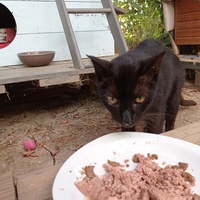 photo de livraison pour Association Des  Chats  De Hyeres