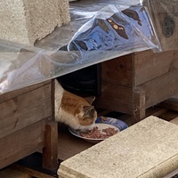 photo de livraison pour Ecole du Chat des Alpilles