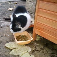 photo de livraison pour Ecole du Chat d’Arbois