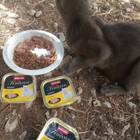 photo de livraison pour Les Chats-Pitresdelavi-Ste