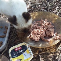 photo de livraison pour Les Chats-Pitresdelavi-Ste