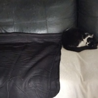 photo de livraison pour Chez Minou